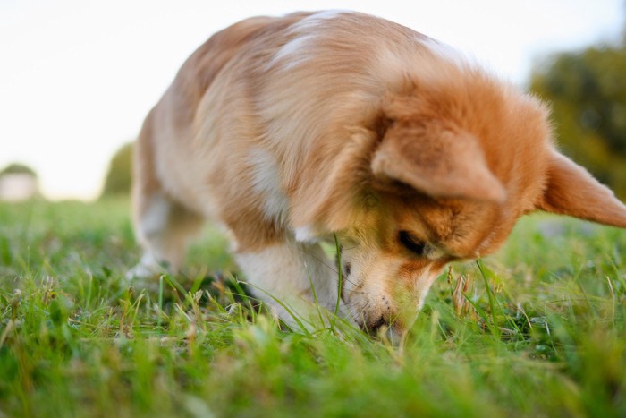 地面を嗅ぐ犬の顔のアップ