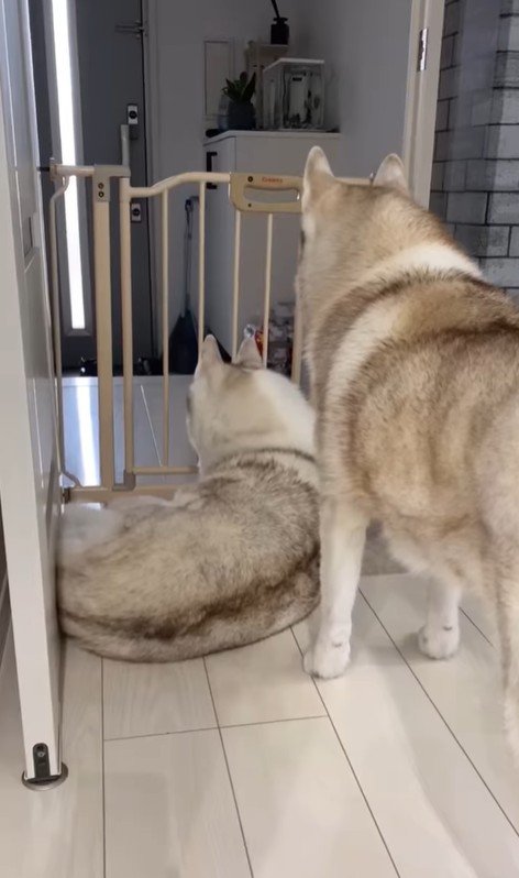 寧々ちゃん＆茶々ちゃんのお出迎え5