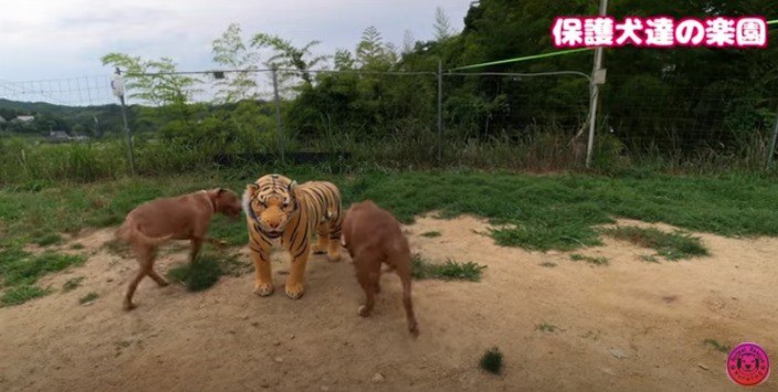 兄妹とトラ