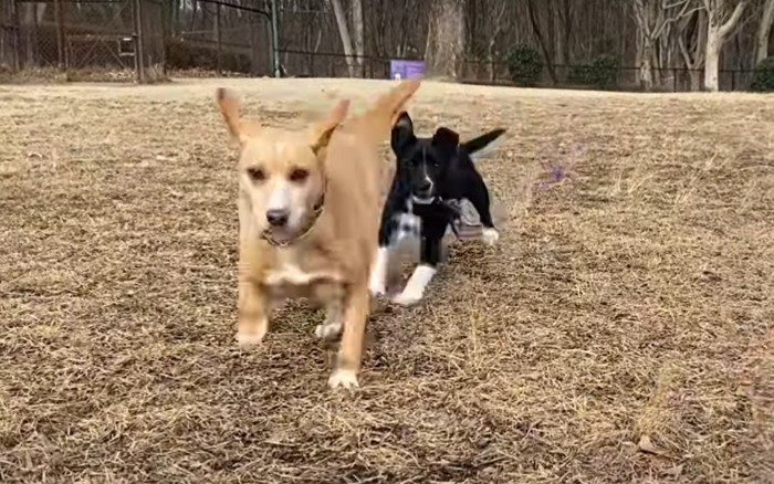 ドッグランで走る犬