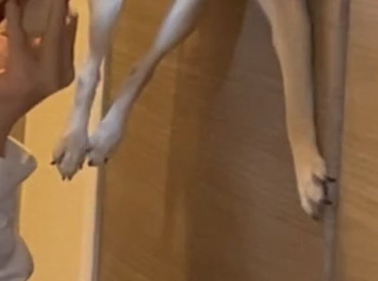 小型犬の足