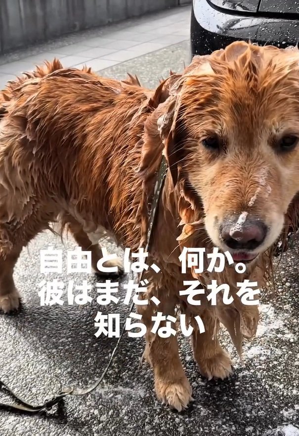 びしょ濡れのチェスターくん