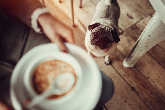 餌を待つ犬