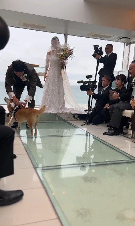 リングドッグを務めるじろー君10