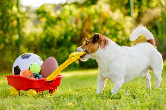 おもちゃの入ったカートを引っ張る犬