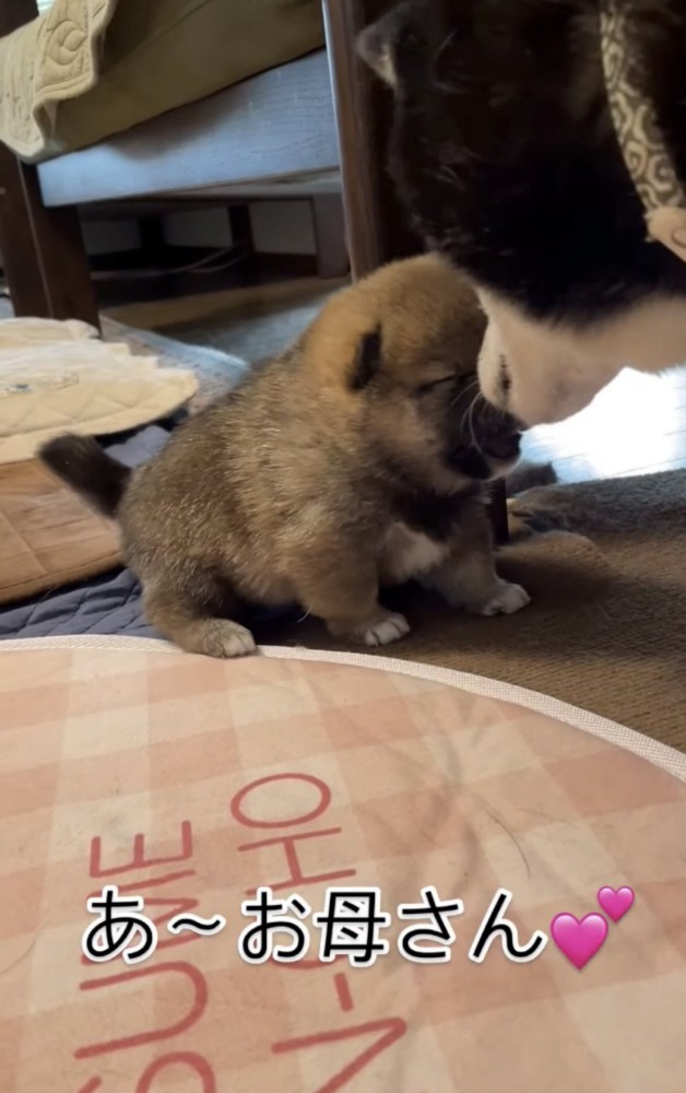 母犬と目が合う子犬1