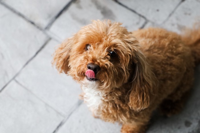口元を舐めながら上を見上げる空腹の犬