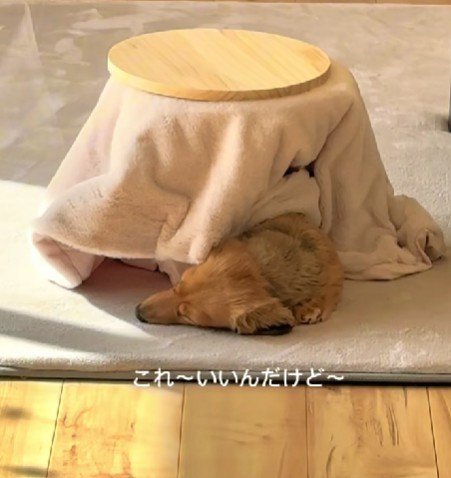 わんこ用のこたつを導入♪