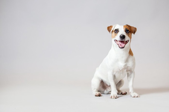 笑顔でお座りする犬