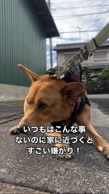 地面に踏ん張ってそっぽを向く犬