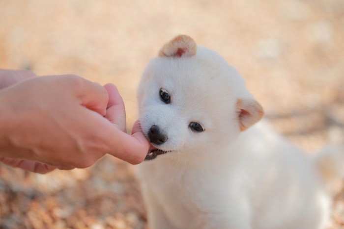 指を噛む子犬