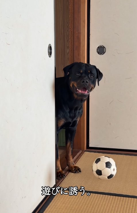 おもちゃを中へ転がす大型犬