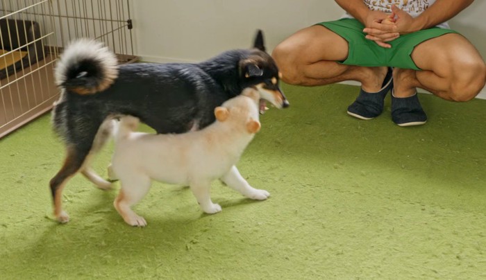 成犬とじゃれ合う子犬