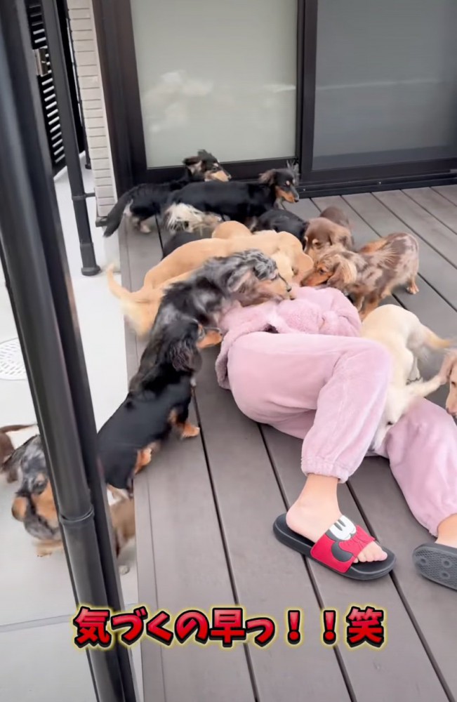 犬にもみくちゃにされる女の子