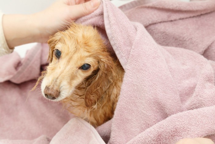 タオルで拭かれる犬