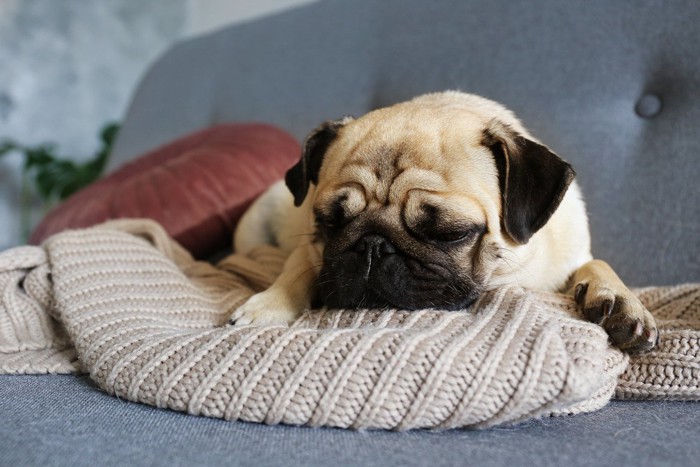 洋服の上で眠る犬