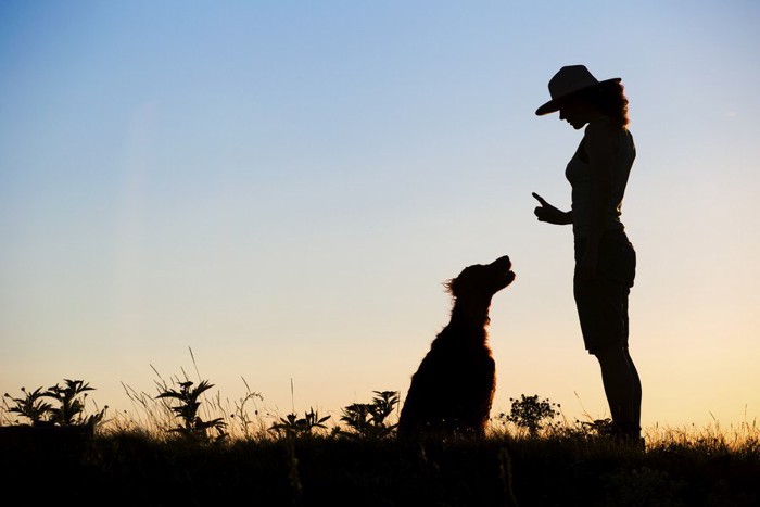 トレーナーと犬