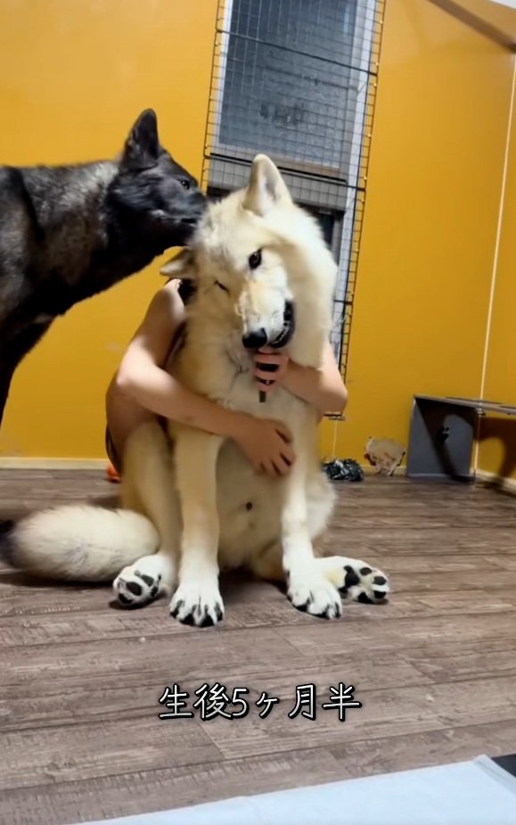 生後5か月半のフューリーくん