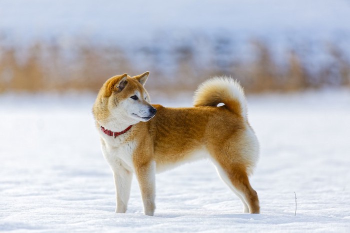 雪の上に立つ柴犬