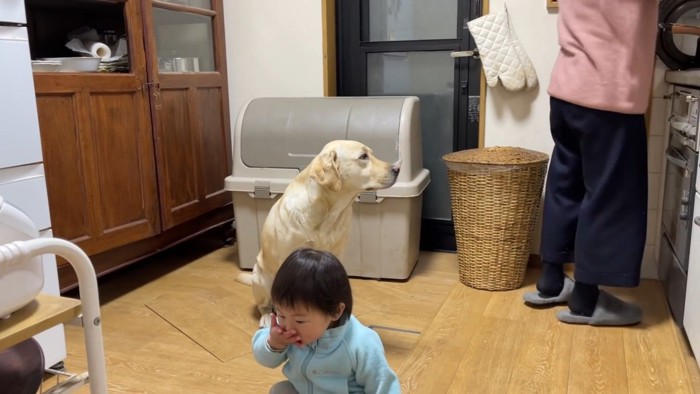 犬用の水を味見…？