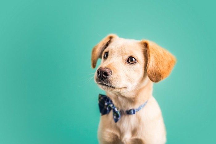 何かを見つめているお利口そうな犬