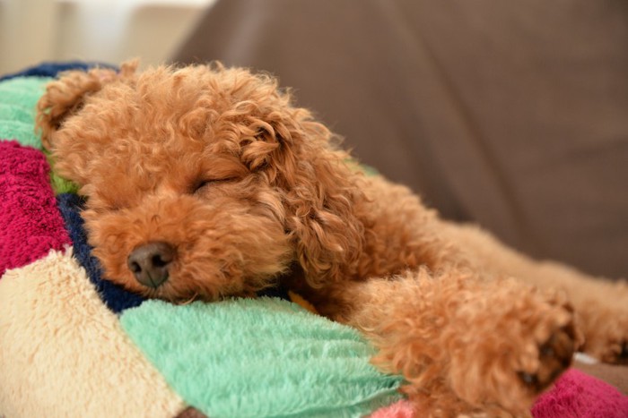 カラフルなベッドで眠る子犬