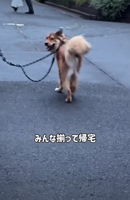 振り返る犬2