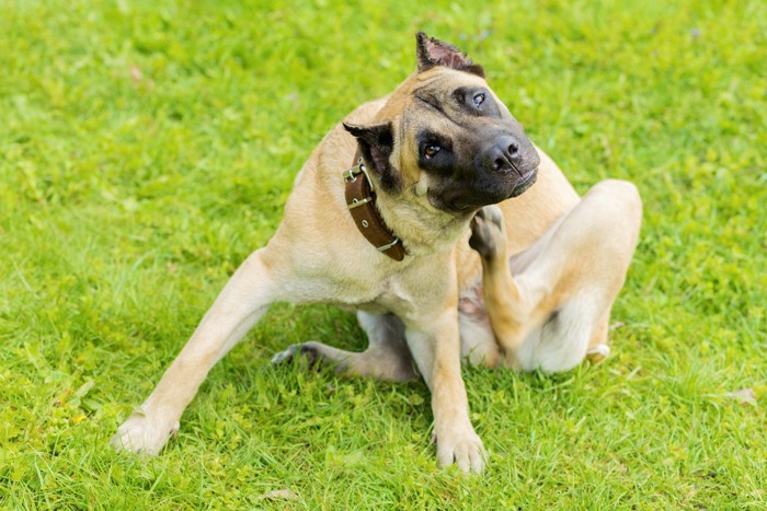 体を掻く犬