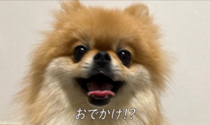 ポメラニアン
