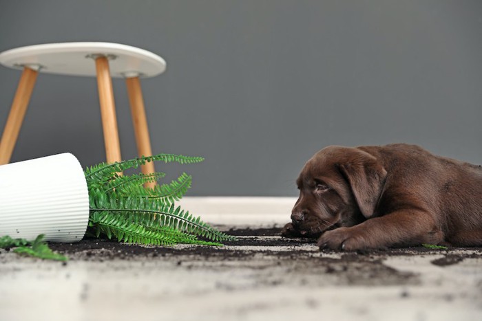 倒れた鉢植えと伏せる子犬