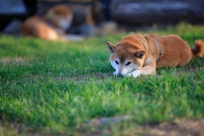 伏せている柴犬