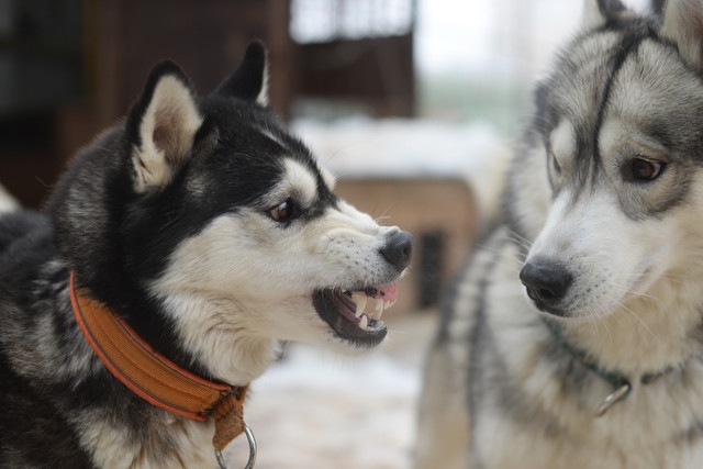 怯える犬と威嚇する犬