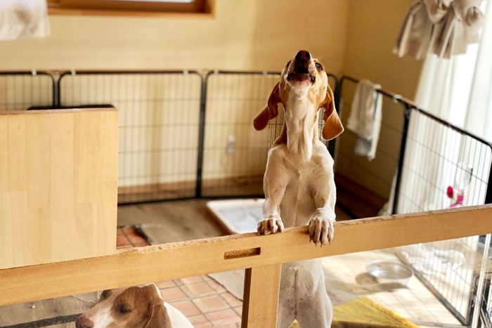 ケージの中で鳴いている犬