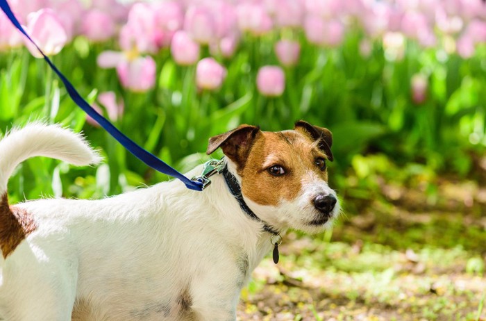 散歩中ふりかえる犬