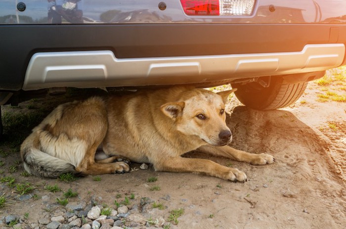 車の下に隠れる犬