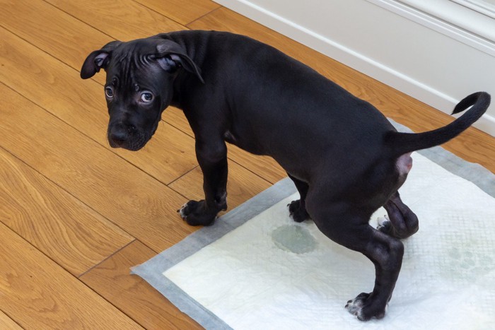 トイレシートに排尿する黒い犬