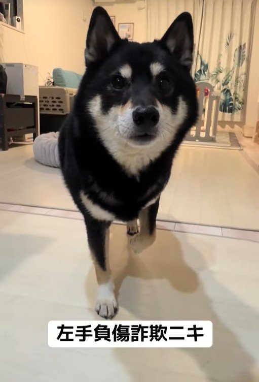 仮病を使うもずくちゃん2