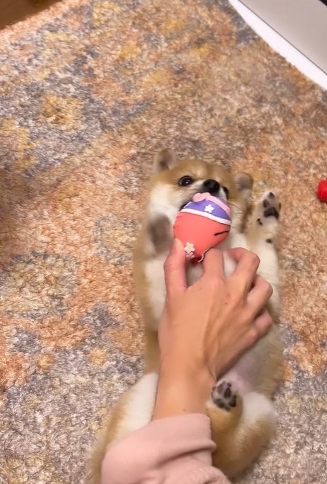 おもちゃで遊ぶ赤ちゃん犬