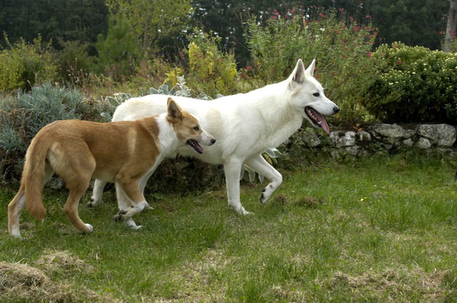 二匹の犬