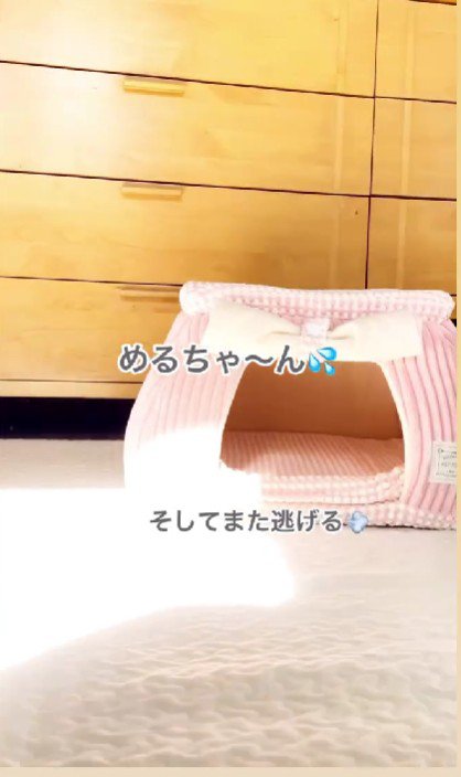 また逃げちゃった