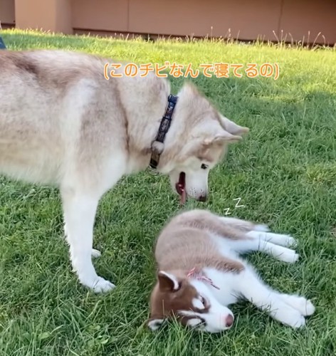 眠る子犬