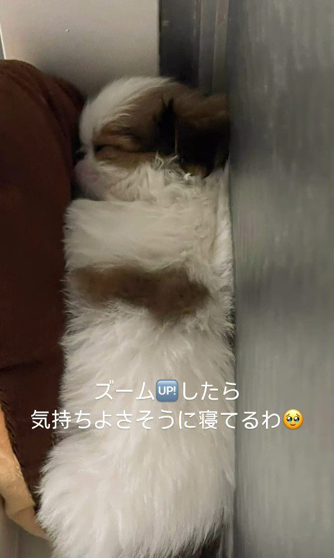 赤ちゃん犬が行方不明3