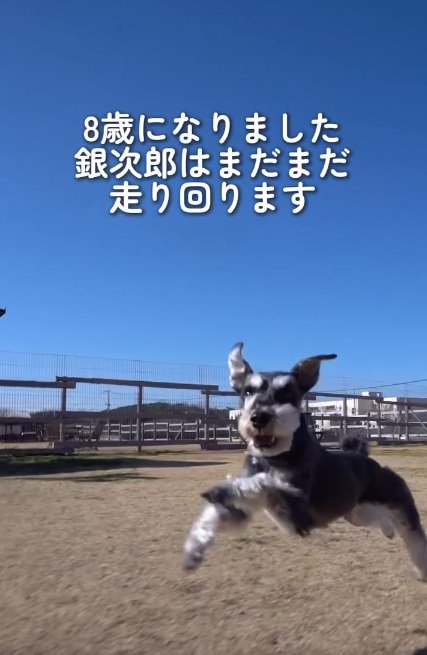 走り回る銀次郎くん