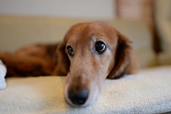 ソファに寝る老犬