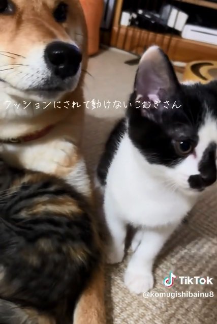 近寄ってきた子猫