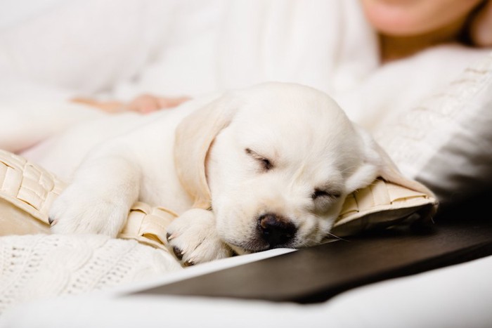 飼い主のそばで安心して眠る子犬