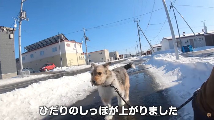 初めて尻尾が上がった！