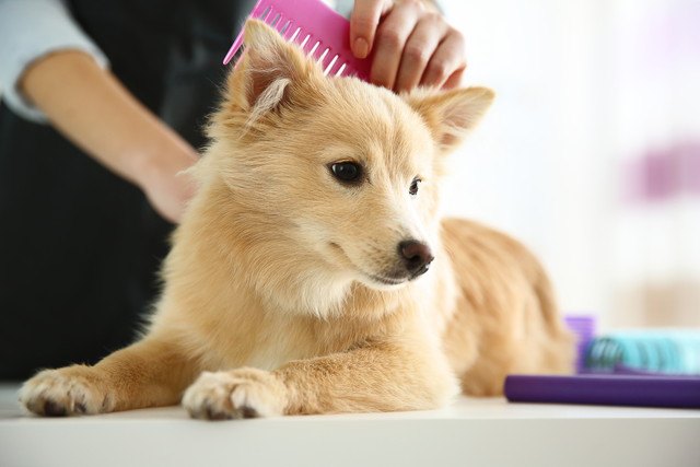 ブラッシングしてもらう犬