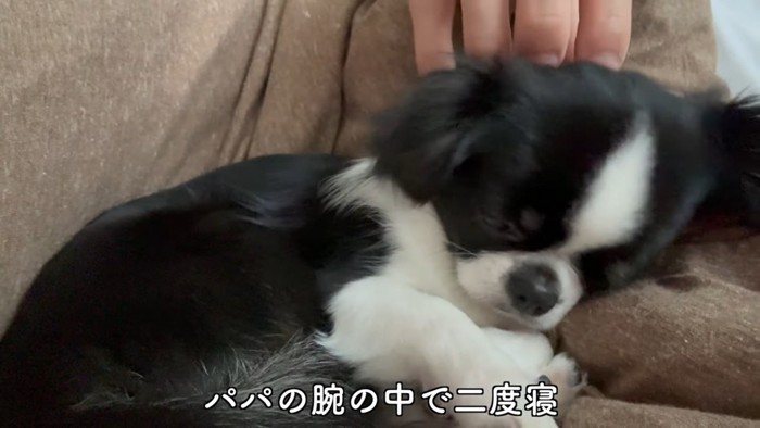 なでられて寝る黒白の犬