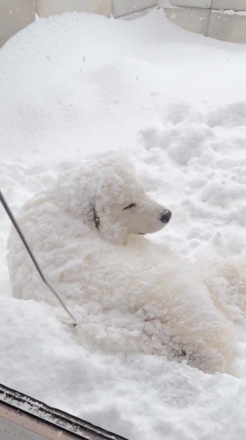 雪に横たわって目を細める犬